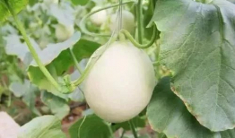 太仓网红吃瓜事件,揭秘网络舆论的风暴与真相