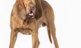 寻血猎犬爆料视频,追踪真相的神秘力量