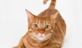 料理猫最新爆料,揭秘美食界的神秘力量与独家秘籍