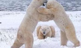 云哥爆料北极熊视频播放,北极熊生活瞬间，高清视频震撼呈现