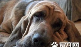 寻血猎犬爆料视频,追踪真相的神秘力量