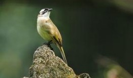 一石二鸟在线观看,双倍惊喜，一次观看，双重享受