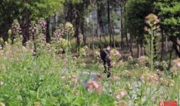 爆料半亩花田视频大全下载,下载攻略与热门内容一览