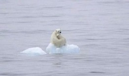 云哥爆料北极熊视频播放,北极熊生活瞬间，高清视频震撼呈现