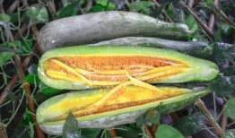 太仓网红吃瓜事件,揭秘网络舆论的风暴与真相