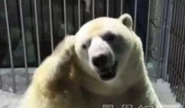 云哥爆料北极熊视频播放,北极熊生活瞬间，高清视频震撼呈现