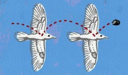 一石二鸟在线观看,双倍惊喜，一次观看，双重享受