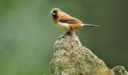 一石二鸟在线观看,双倍惊喜，一次观看，双重享受