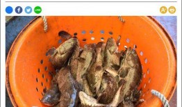 台湾媒体爆料石斑鱼视频,石斑鱼养殖内幕视频引发热议