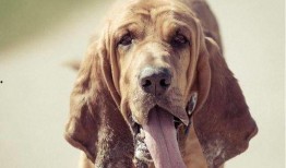 寻血猎犬爆料视频,追踪真相的神秘力量