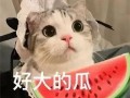 威威福州网红经纪人吃瓜,揭秘幕后真相与网络热议