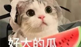威威福州网红经纪人吃瓜,揭秘幕后真相与网络热议