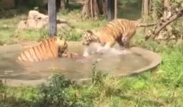 王庄爆料二虎视频播放下载,二虎视频播放下载攻略全解析